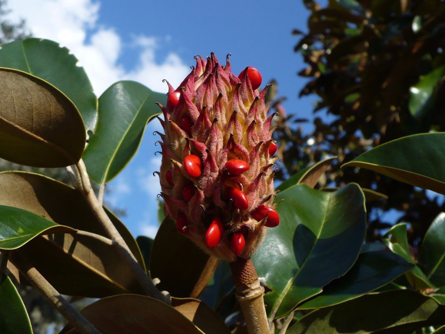 Southern Magnolia Magnolia grandiflora 10 Seeds  USA Company