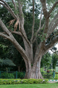 Sacred Fig Bodhi Tree Ficus religiosa 500 Seeds