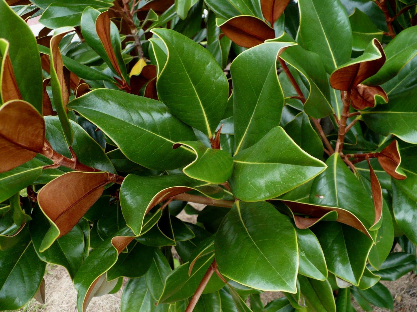 Southern Magnolia Magnolia grandiflora 10 Seeds  USA Company