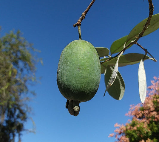 Pineapple Guava Feijoa Feijoa sellowiana 10 Seeds  USA Company