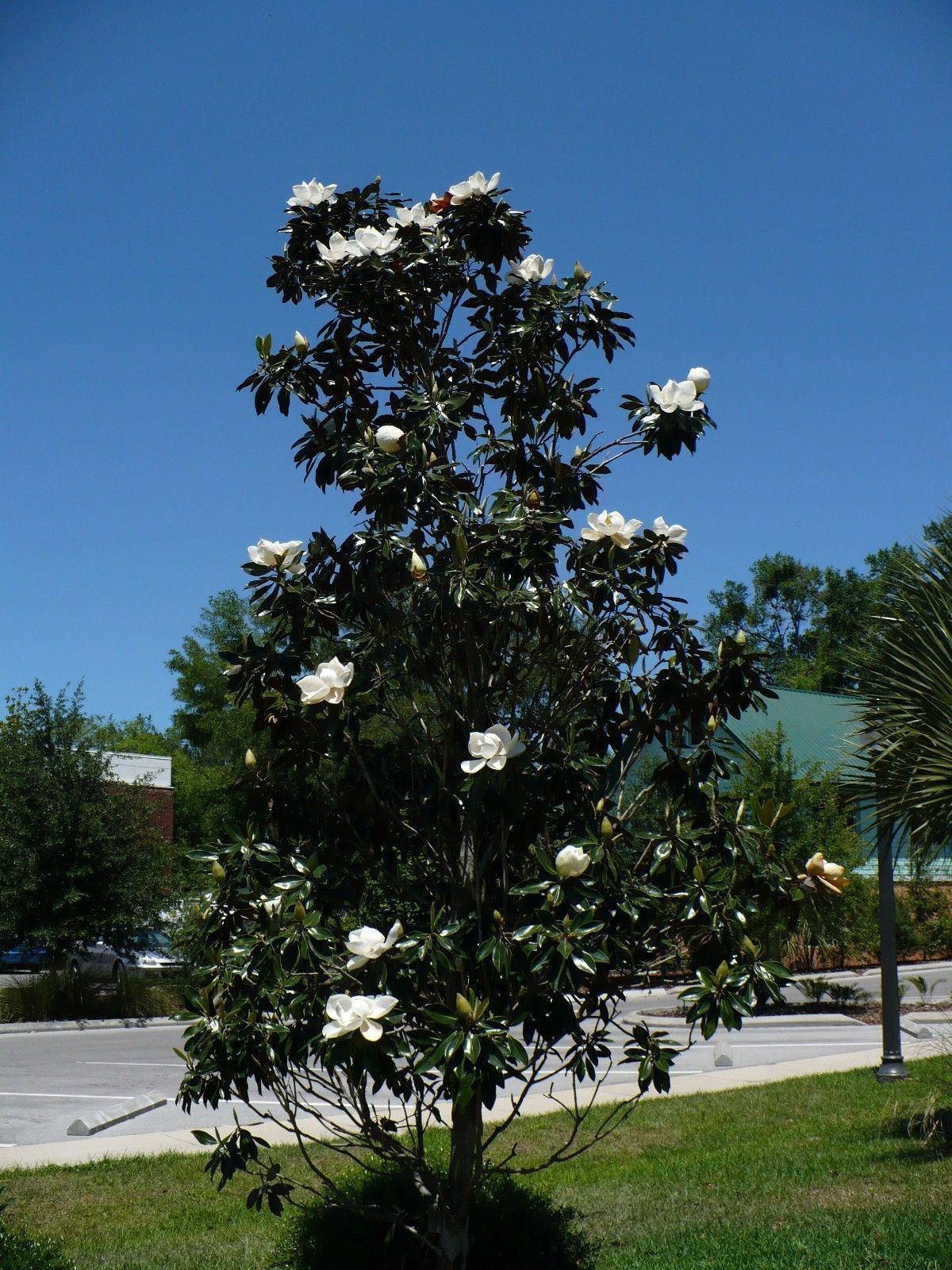 Southern Magnolia Magnolia grandiflora 10 Seeds  USA Company