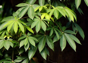 Kapok Tree Silk Cotton Tree Ceiba pentandra 100 Seeds