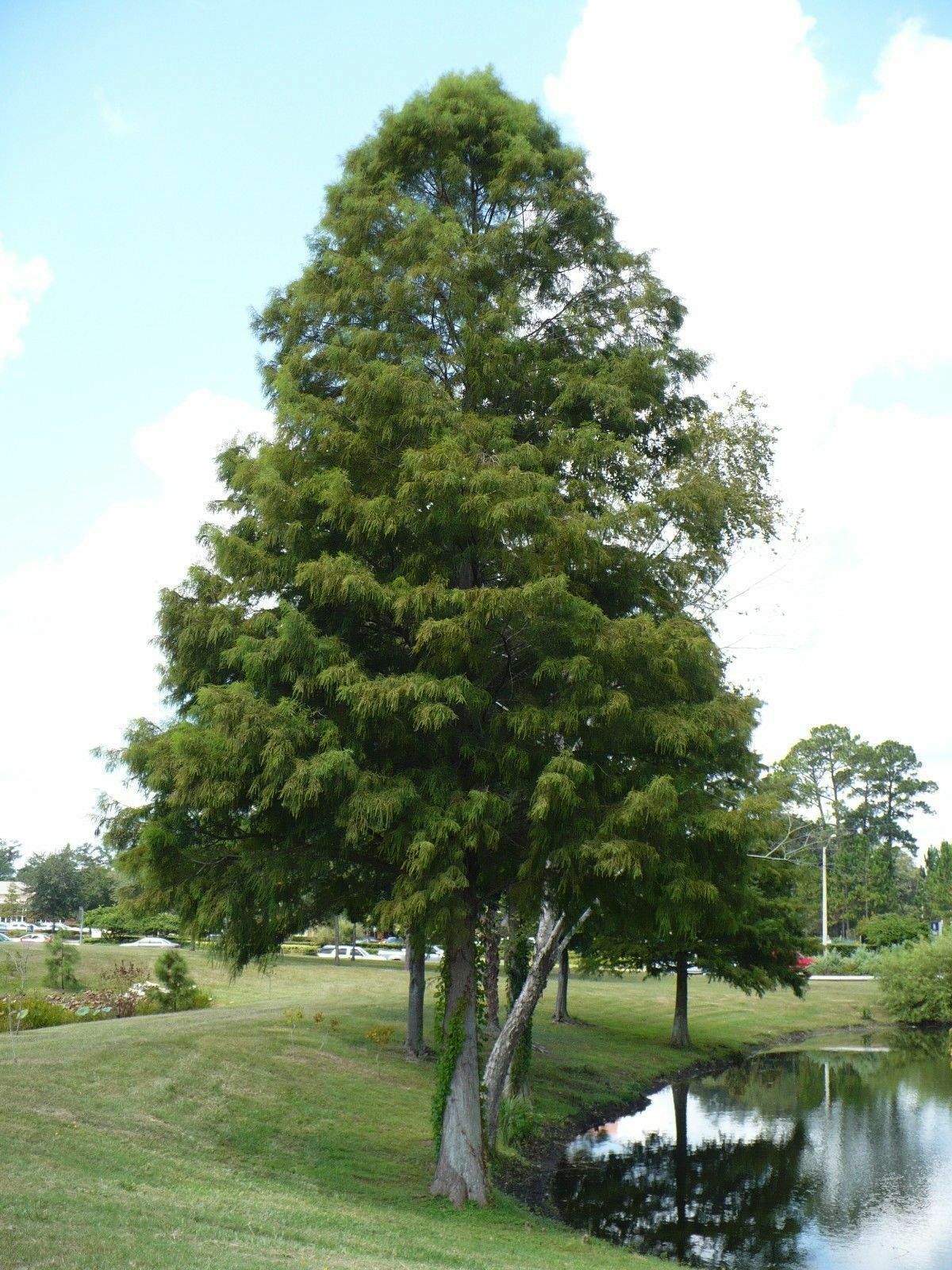 Bald Cypress Swamp Cypress Taxodium distichum 10 Seeds  USA Company