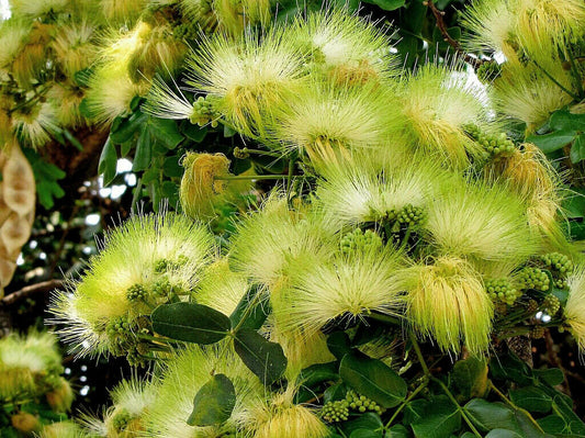 Woman's Tongue Albizia lebbeck 100 Seeds  USA Company