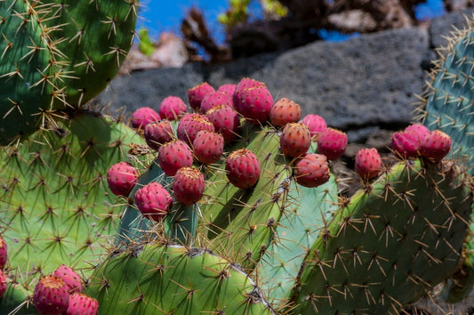 Prickly Pear Opuntia ficus-indica 100 Seeds