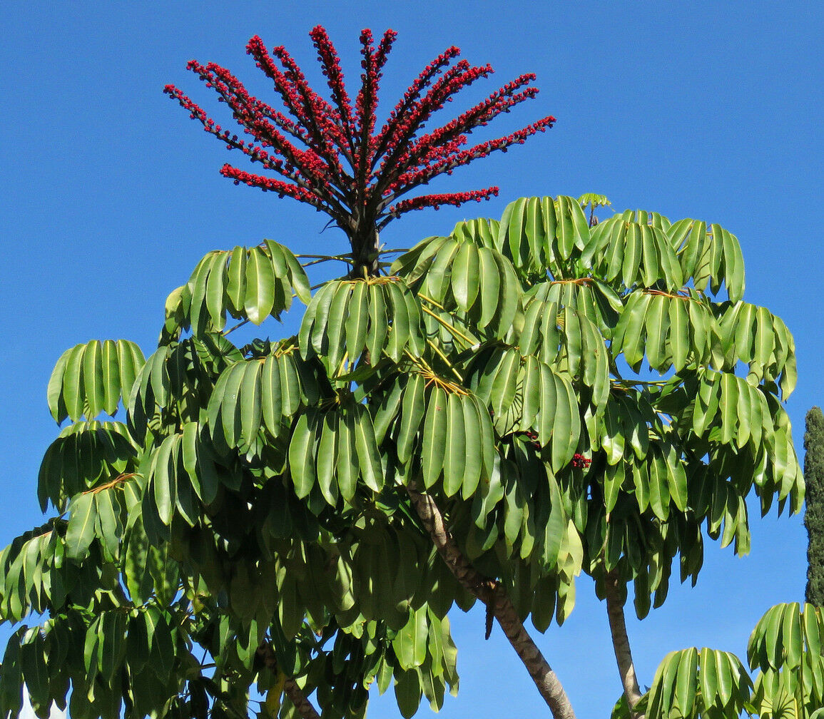 Octopus Tree Umbrella Tree Schefflera actinophylla 200 Seeds   USA Company