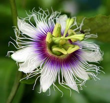 Load image into Gallery viewer, Passion Fruit Purple Granadilla Passiflora edulis  100 packets of 10 Seeds