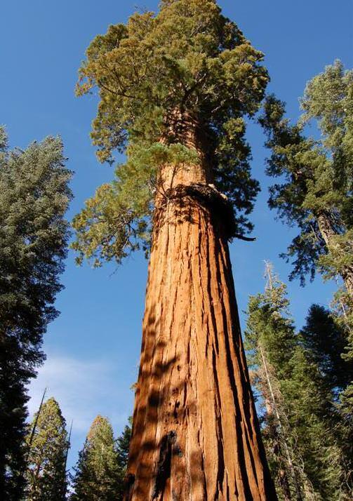 Giant Sequoia  Redwood  Sequoiadendron Giganteum  50 Seeds  USA Company