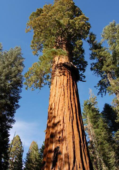 Giant Sequoia  Redwood  Sequoiadendron Giganteum  100 Seeds  USA Company