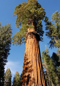 Giant Sequoia Redwood Sequoiadendron Giganteum 20 Seeds