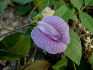 Tropical Butterfly Pea Centrosema pubescens 20 Seeds