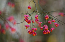 Load image into Gallery viewer, European Spindle Tree Euonymus europaeus 20 Seeds
