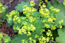 Load image into Gallery viewer, Lady&#39;s Mantle  Alchemilla vulgaris  50 Seeds