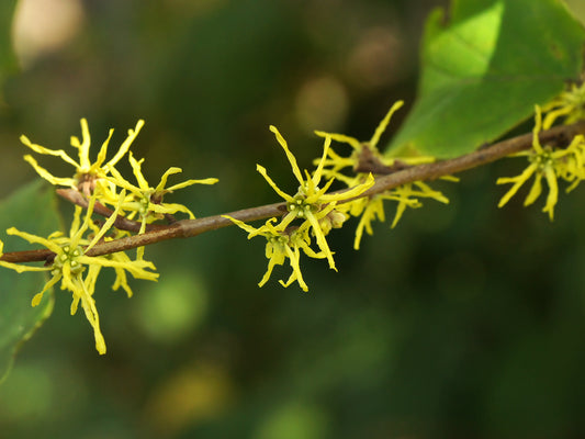 Witch Hazel Hamamelis virginiana 100 Seeds  USA Company