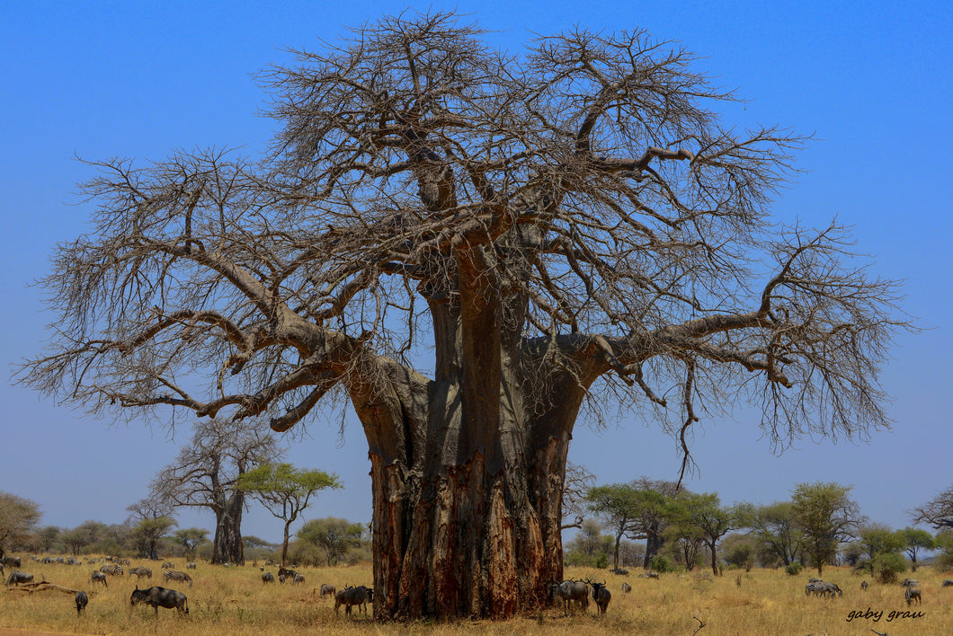 African Baobab Adansonia digitata 10 Seeds
