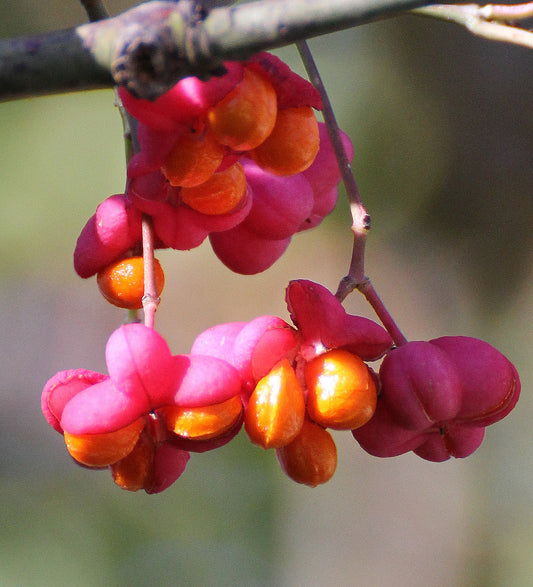 European Spindle Tree Euonymus europaeus 100 Seeds