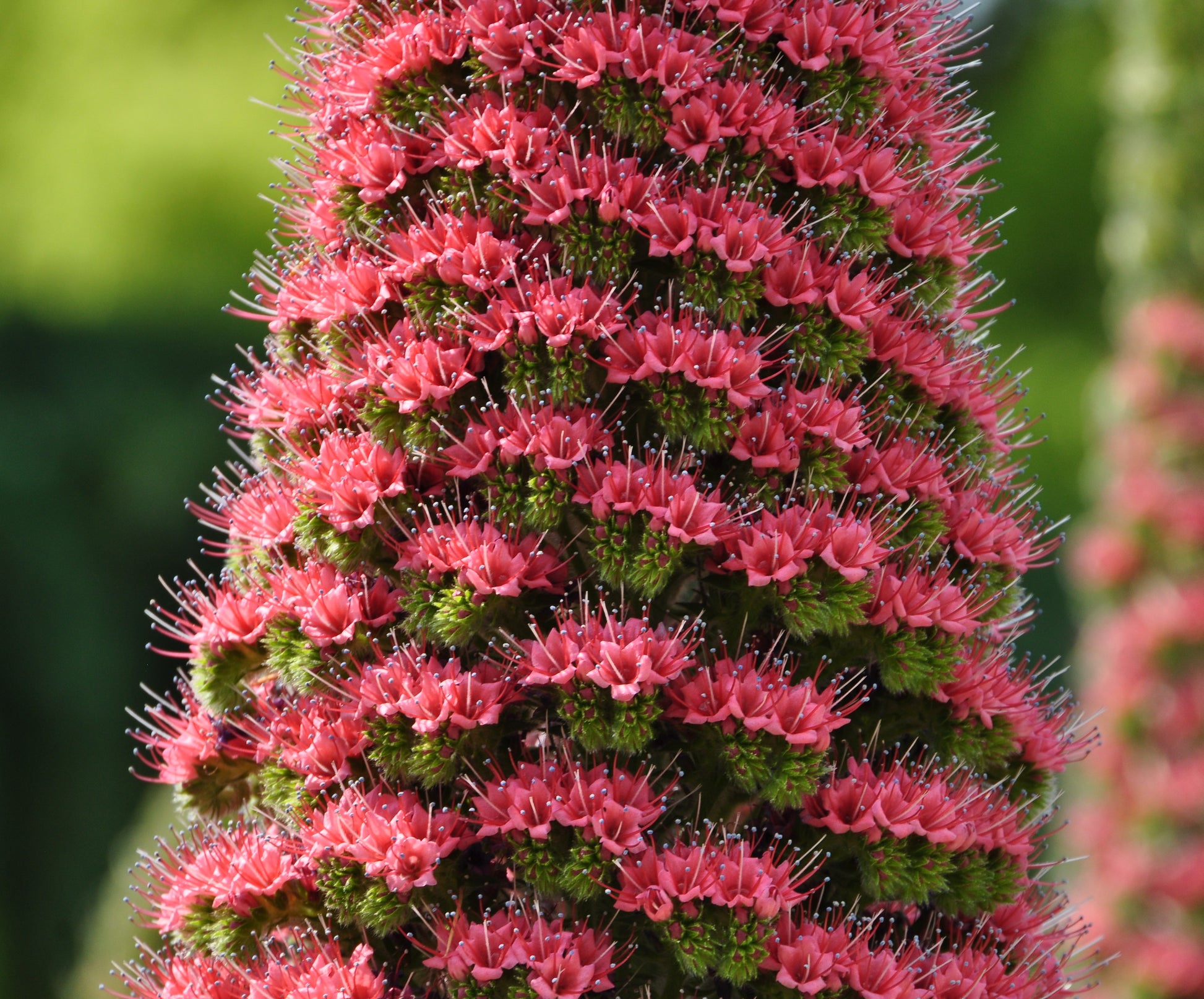 tower of jewels plant seeds Tower of Jewels Echium wildpretii 100 Seeds – R&B Floridaseeds