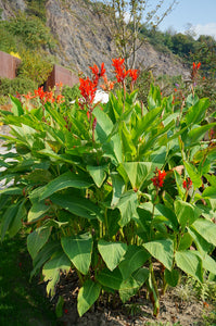 Red Canna Canna indica 20 Seeds