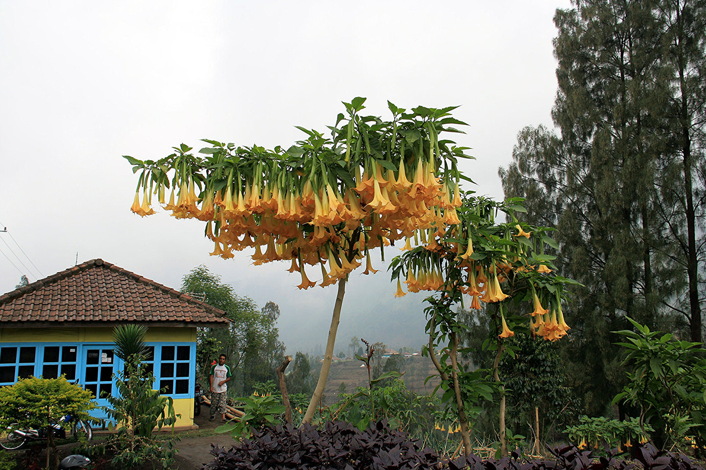 Orange Angel's Trumpet Brugmansia suaveolens 5 Seeds