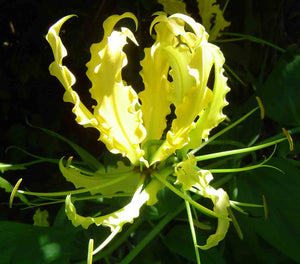 Yellow Gloriosa Lily Gloriosa superba "Lutea' 5 Seeds