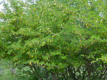 Load image into Gallery viewer, Chinese Lantern Tree Dichrostachys cinerea  20 Seeds