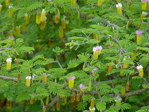 Chinese Lantern Tree Dichrostachys cinerea  20 Seeds
