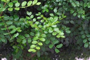 Carob Tree Locust Tree Ceratonia siliqua 20 Seeds