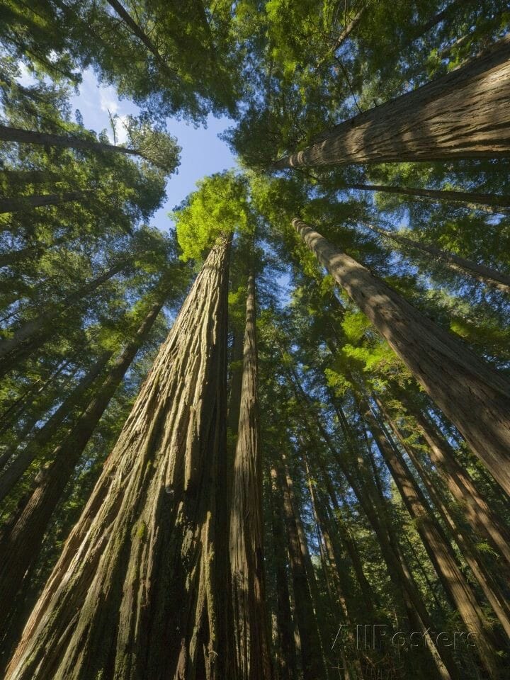 Coast Redwood Sequoia sempervirens 50 Seeds