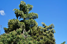 Load image into Gallery viewer, Fishtail Palm Caryota Urens 100 Seeds