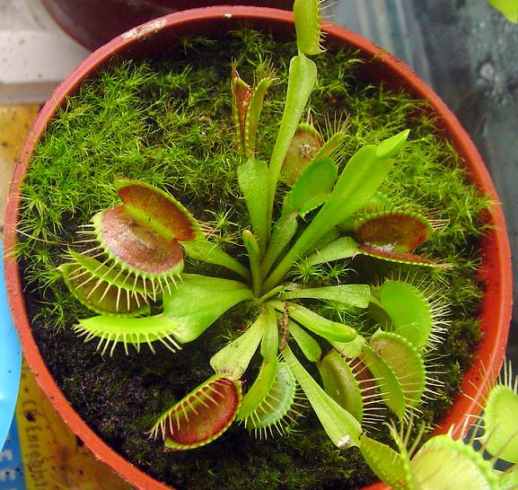 Venus Flytrap Dionaea muscipula 10 Seeds