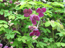Load image into Gallery viewer, Chocolate Vine Akebia quinata 20 Seeds