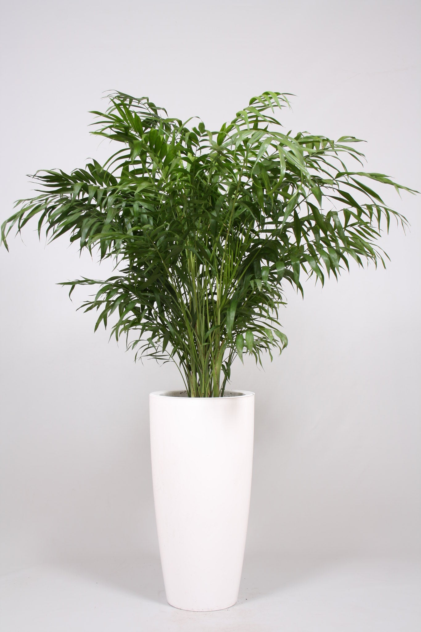 parlor palm seeds on plant Parlor Palm 20 Seeds Chamaedorea elegans – R&B Floridaseeds