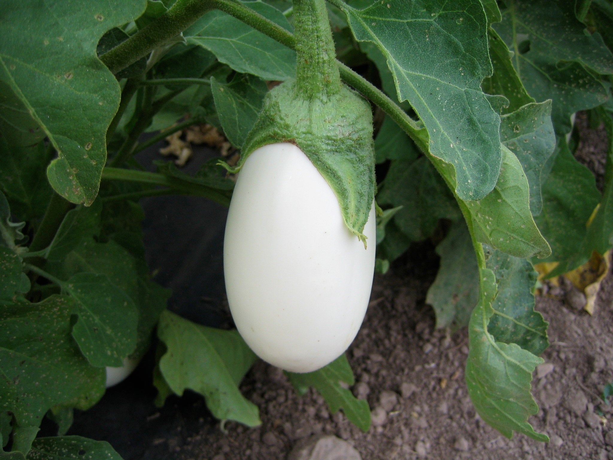 Ornamental Eggplant Solanum melongena 100 Seeds USA Company – R&B ...