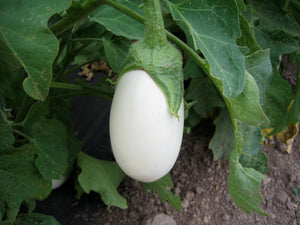 Ornamental Eggplant  Solanum melongena  50 Seeds