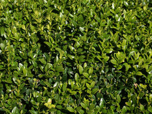 Load image into Gallery viewer, Common Boxwood Buxus sempervirens  20 Seeds