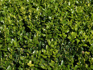 Common Boxwood Buxus sempervirens  20 Seeds