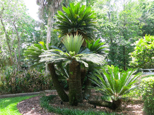 Sago Palm  Cycas revoluta  5 Seeds