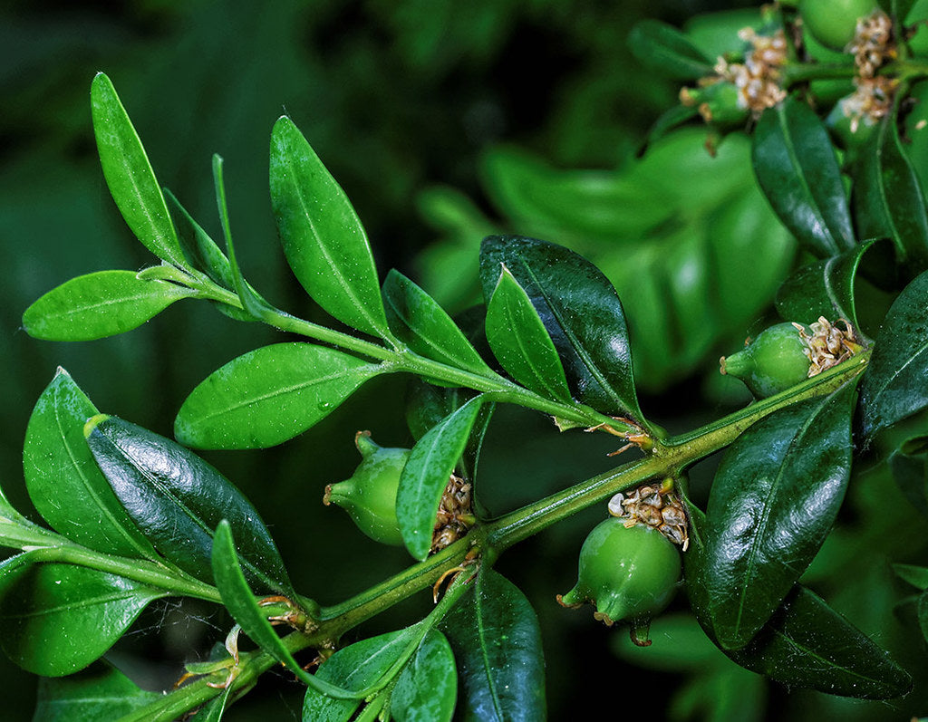 boxwood plant seeds Common Boxwood Buxus sempervirens 100 Seeds – R&B Floridaseeds