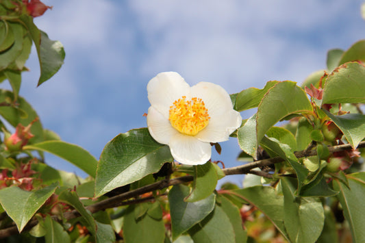 Tall Stewartia Stewartia monadelpha 20 Seeds  USA Company