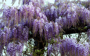 Chinese Wisteria Wisteria sinensis 10 Seeds