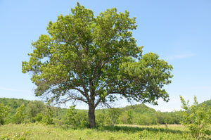 Black Oak Quercus velutina 10 Seeds