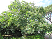 Load image into Gallery viewer, Date Plum Diospyros lotus 20 Seeds