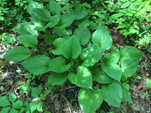 Load image into Gallery viewer, Blue Plantain Lily Hosta ventricosta 30 Seeds