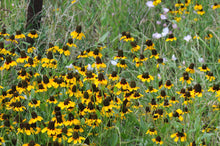 Load image into Gallery viewer, Clasping Coneflower  Rudbeckia amplexicaulis  100  Seeds