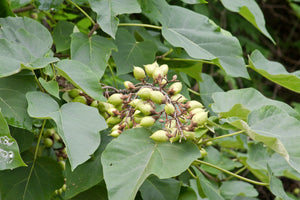 Royal Paulownia Empress Tree Paulownia tomentosa 100 Seeds