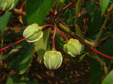 Load image into Gallery viewer, Tapioca Cassava Manihot escultenta 10 Seeds