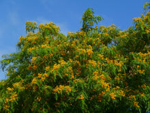 Load image into Gallery viewer, Tipu Tree Pride of Bolivia Tipuana tipu 20 Seeds