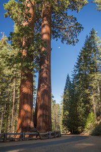 Giant Sequoia Redwood Sequoiadendron Giganteum 20 Seeds