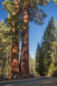Giant Sequoia Redwood Sequoiadendron Giganteum 100 Seeds