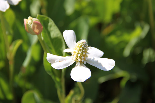 Yerba Mansa Anemopsis californica 10 Seeds  USA Company